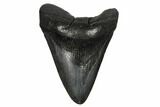 Fossil Megalodon Tooth - South Carolina #175973-1